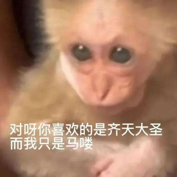 来合肥看“吗喽”