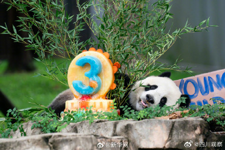 美香添添小崽一家整整齐齐 美香添添小崽一家整整齐齐