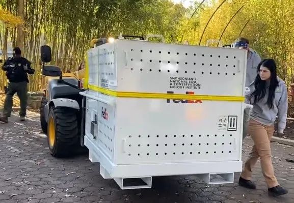 旅美大熊猫“美香”一家三口启程回国！“随身行李”曝光→