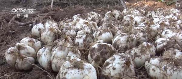 新农机、新技术、新模式助力希望的田野再添活力