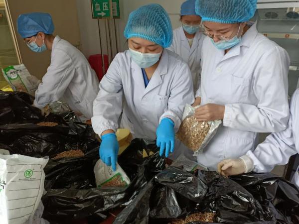 “我想吃新鲜的枇杷！”“完全可以！学校帮你摘下来！”