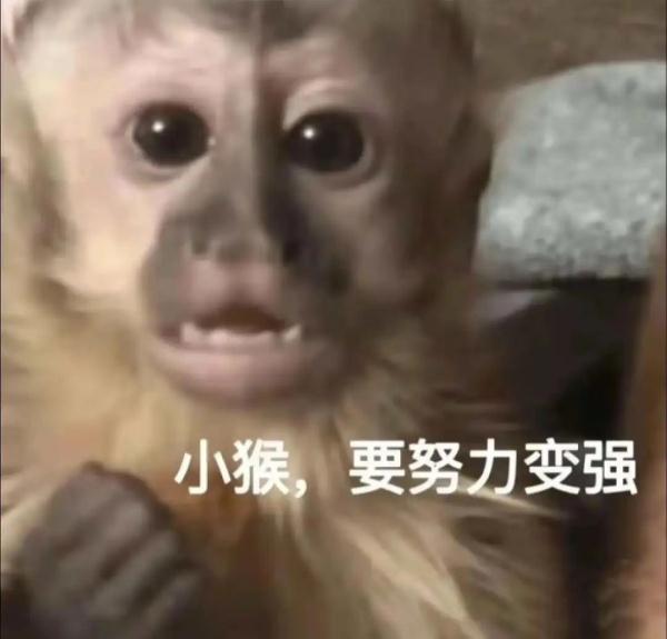 来合肥看“吗喽”