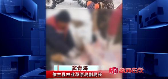 又现野生东北虎，还咬死一头牛！哈尔滨市依兰县发布紧急通知！