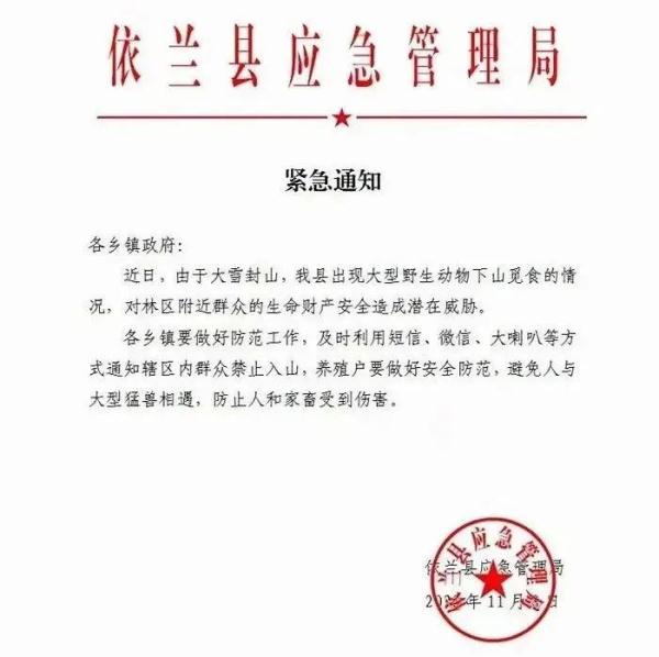 至少2只野生东北虎！一地紧急通知，非必要不外出！