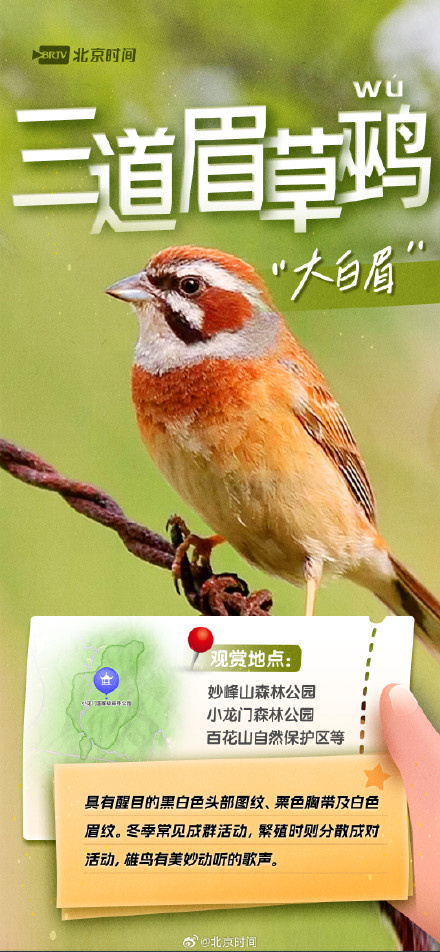 美丽北京·观鸟集 | 不惧寒冷!这些鸟儿都是北京的“常住居民” 美丽北京·观鸟集 | 不惧寒冷!这些鸟儿都是北京的“常住居民”