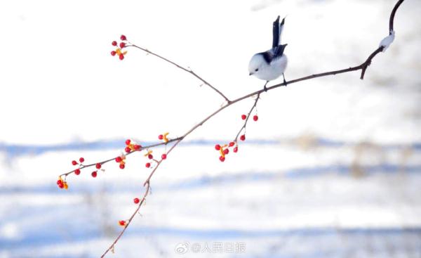 小鸟雪中觅食好萌啊