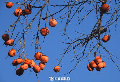 喜鹊食柿子 丨北京香山公园柿子熟了 喜鹊食柿子 丨北京香山公园柿子熟了