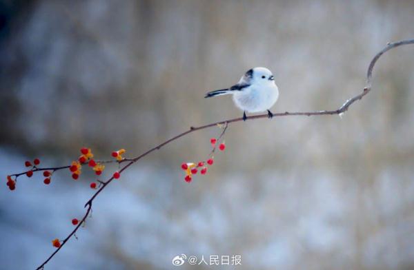 小鸟雪中觅食好萌啊