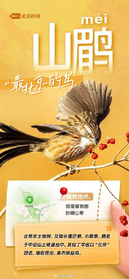 美丽北京·观鸟集 | 不惧寒冷!这些鸟儿都是北京的“常住居民” 美丽北京·观鸟集 | 不惧寒冷!这些鸟儿都是北京的“常住居民”