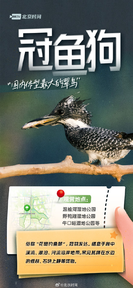 美丽北京·观鸟集 | 不惧寒冷!这些鸟儿都是北京的“常住居民” 美丽北京·观鸟集 | 不惧寒冷!这些鸟儿都是北京的“常住居民”