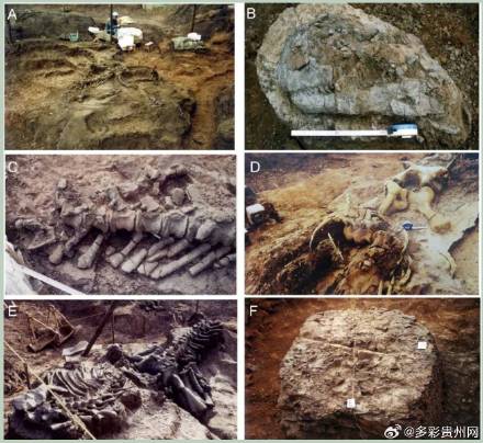它的名字叫“守护黔龙"！贵州恐龙研究取得重大发现