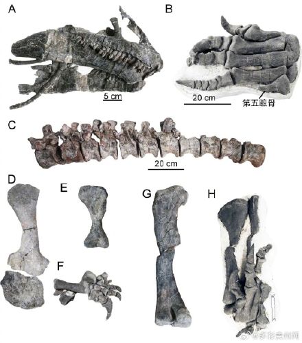 它的名字叫“守护黔龙"！贵州恐龙研究取得重大发现