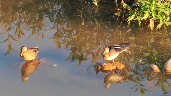 凉山会东鲹鱼河畔湿地首次发现绿翅鸭 凉山会东鲹鱼河畔湿地首次发现绿翅鸭