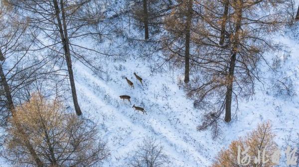 塞罕坝下雪啦！记者悄悄拍下这一幕……