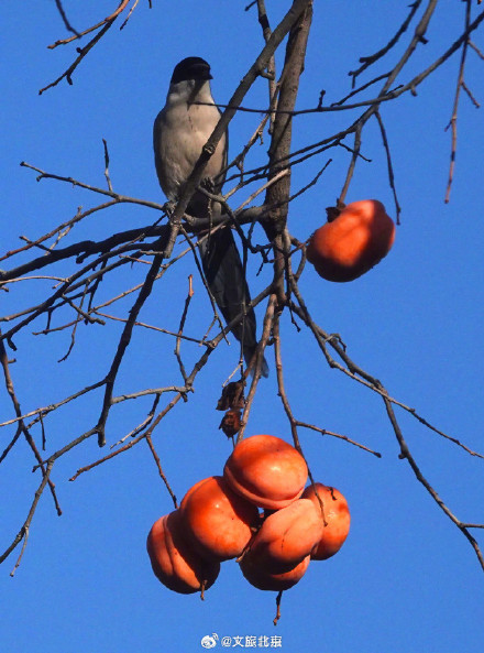 喜鹊食柿子 丨北京香山公园柿子熟了 喜鹊食柿子 丨北京香山公园柿子熟了