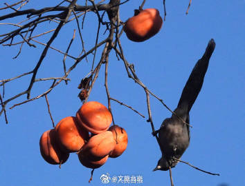喜鹊食柿子 丨北京香山公园柿子熟了 喜鹊食柿子 丨北京香山公园柿子熟了
