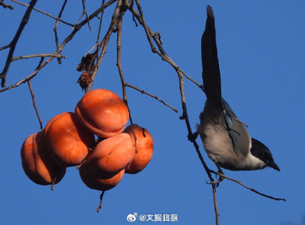 喜鹊食柿子 丨北京香山公园柿子熟了 喜鹊食柿子 丨北京香山公园柿子熟了