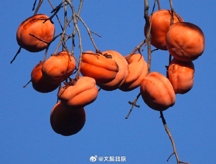 喜鹊食柿子 丨北京香山公园柿子熟了 喜鹊食柿子 丨北京香山公园柿子熟了