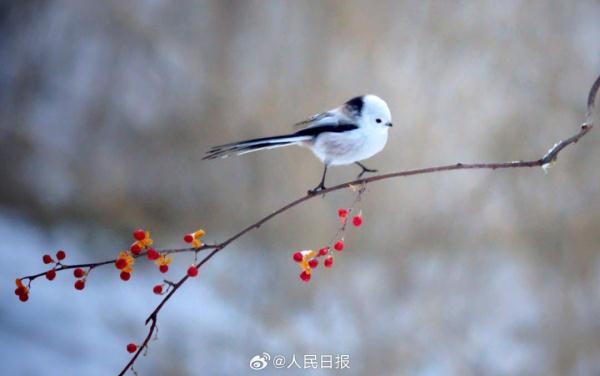 小鸟雪中觅食好萌啊