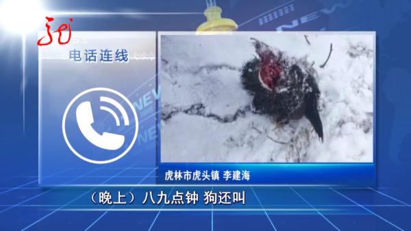 黑龙江一村民早上出门喂狗，发现只剩“狗头”......当地政府发布紧急通知！