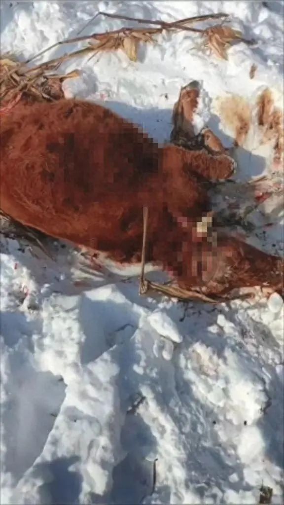 村民早上喂狗，发现只剩“狗头”……两地紧急通知：不要靠近！