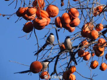 喜鹊食柿子 丨北京香山公园柿子熟了 喜鹊食柿子 丨北京香山公园柿子熟了