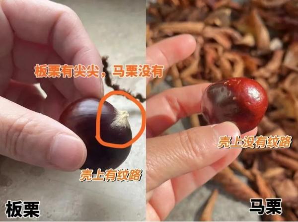 别捡别吃！毒性大！河南已发现