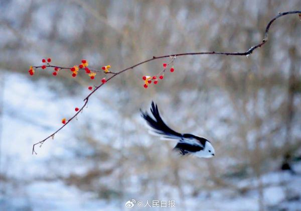 小鸟雪中觅食好萌啊