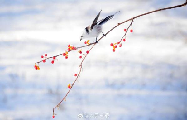 小鸟雪中觅食好萌啊