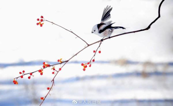 小鸟雪中觅食好萌啊