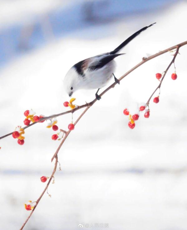 小鸟雪中觅食好萌啊