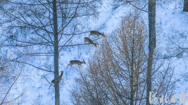 塞罕坝下雪啦！记者悄悄拍下这一幕……