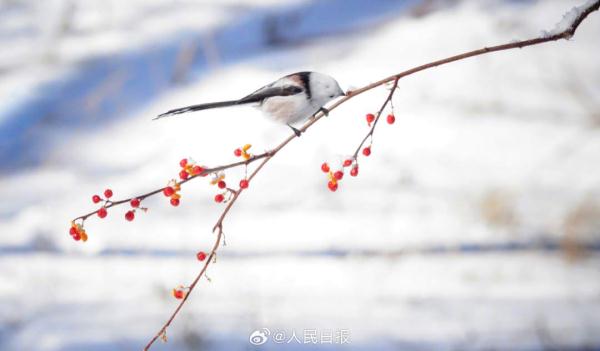 小鸟雪中觅食好萌啊