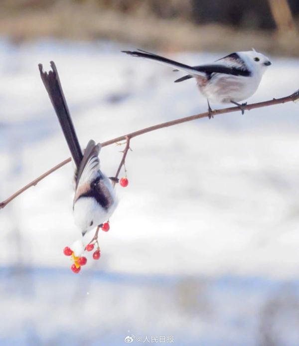 小鸟雪中觅食好萌啊