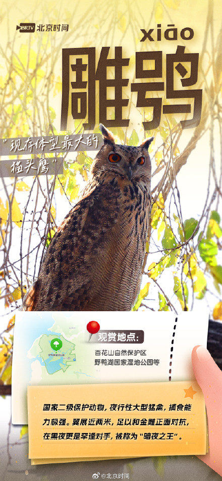 美丽北京·观鸟集 | 不惧寒冷!这些鸟儿都是北京的“常住居民” 美丽北京·观鸟集 | 不惧寒冷!这些鸟儿都是北京的“常住居民”