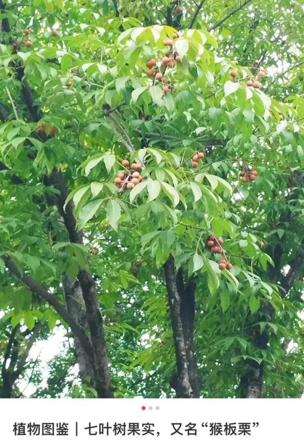 别捡别吃！毒性大！河南已发现