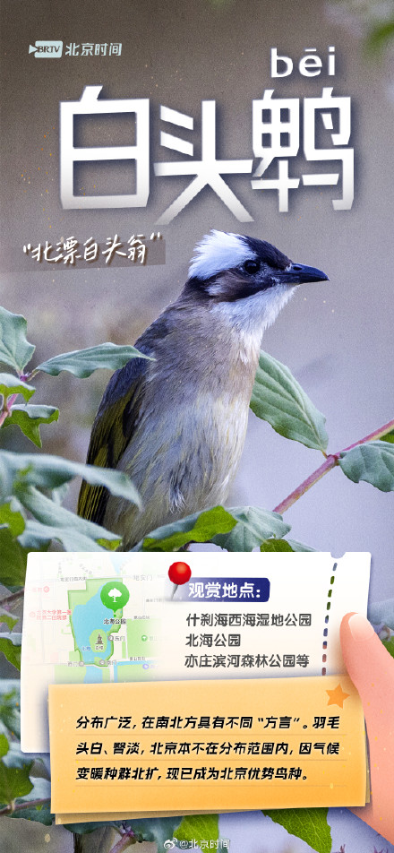 美丽北京·观鸟集 | 不惧寒冷!这些鸟儿都是北京的“常住居民” 美丽北京·观鸟集 | 不惧寒冷!这些鸟儿都是北京的“常住居民”
