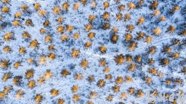 塞罕坝下雪啦！记者悄悄拍下这一幕……