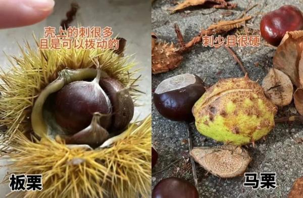 别捡别吃！毒性大！河南已发现