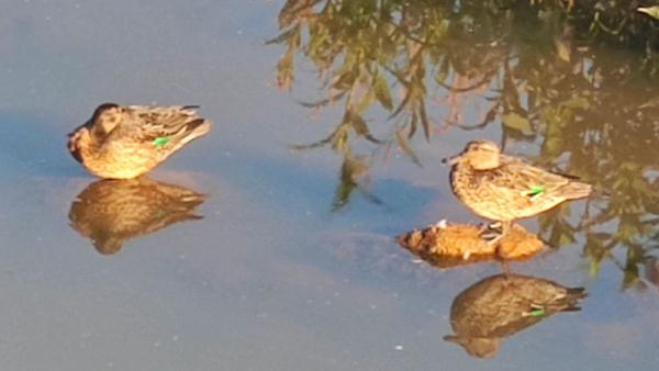 凉山会东鲹鱼河畔湿地首次发现绿翅鸭 凉山会东鲹鱼河畔湿地首次发现绿翅鸭