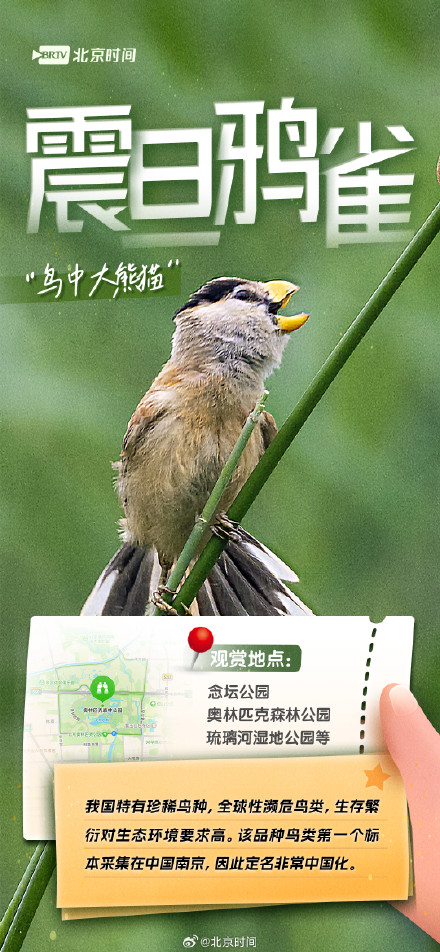 美丽北京·观鸟集 | 不惧寒冷!这些鸟儿都是北京的“常住居民” 美丽北京·观鸟集 | 不惧寒冷!这些鸟儿都是北京的“常住居民”