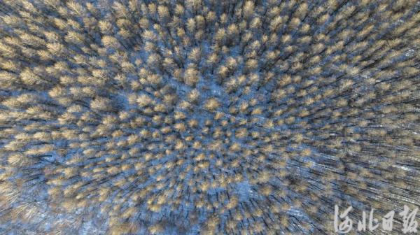 塞罕坝下雪啦！记者悄悄拍下这一幕……