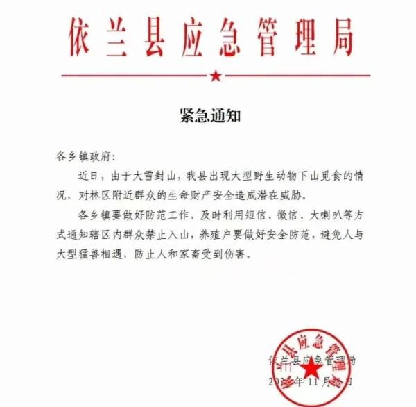 因为这场雪，黑龙江野生老虎下山？牛都被吃啦！