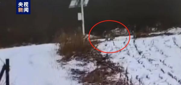 至少2只野生东北虎！一地紧急通知，非必要不外出！