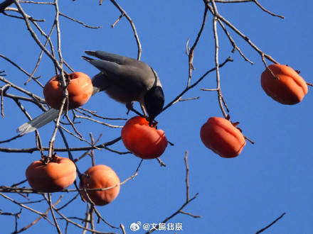 喜鹊食柿子 丨北京香山公园柿子熟了 喜鹊食柿子 丨北京香山公园柿子熟了
