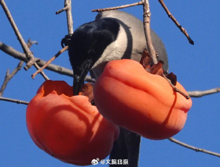 喜鹊食柿子 丨北京香山公园柿子熟了 喜鹊食柿子 丨北京香山公园柿子熟了