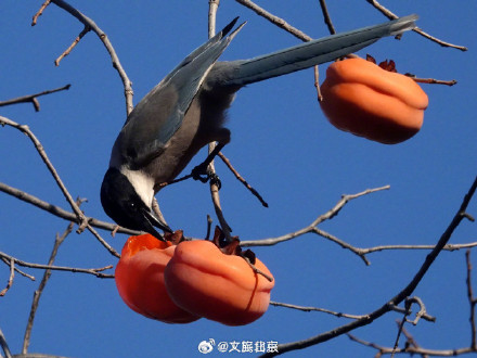 喜鹊食柿子 丨北京香山公园柿子熟了 喜鹊食柿子 丨北京香山公园柿子熟了