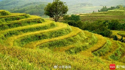 五指山牙胡梯田：风吹稻浪 美成童话