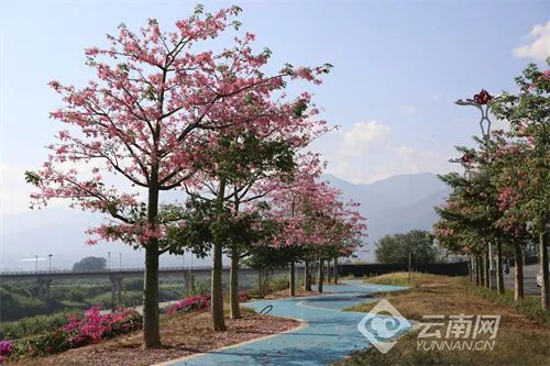 这就是传说中的“美人树”？确实很美……