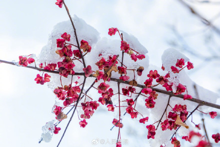 雪落枝头的意境感